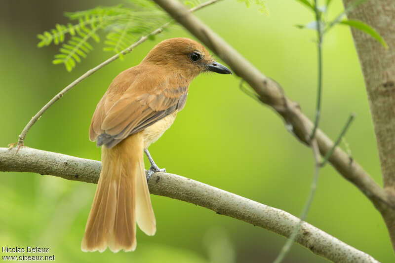 Cinnamon Attilaadult, pigmentation