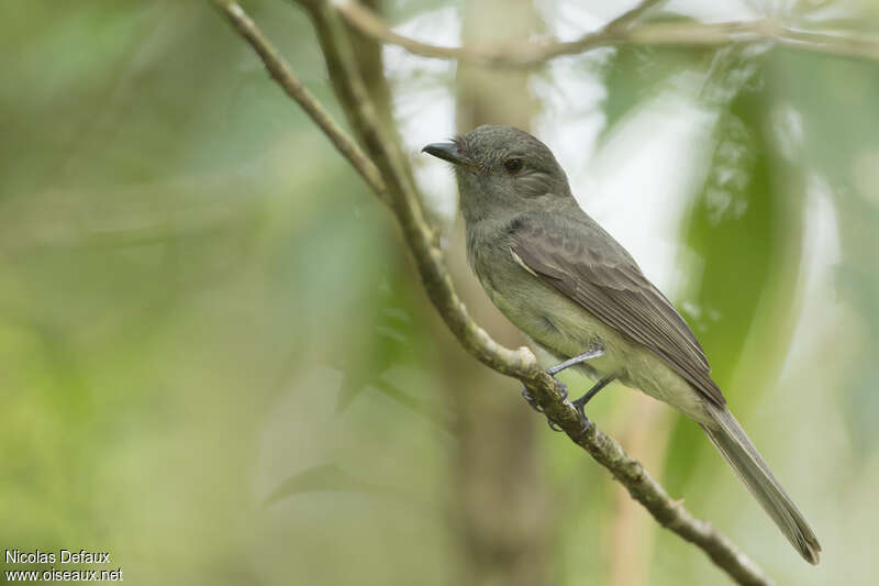 Aulia grisâtreadulte, identification