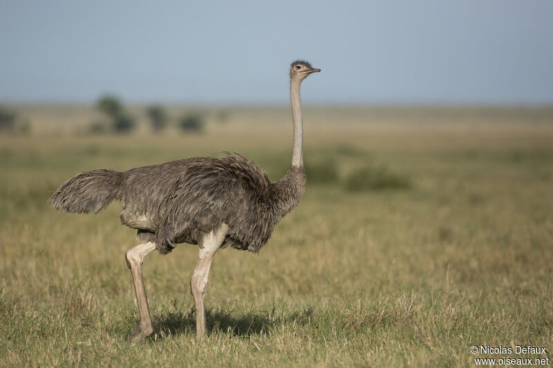 Autruche d'Afrique