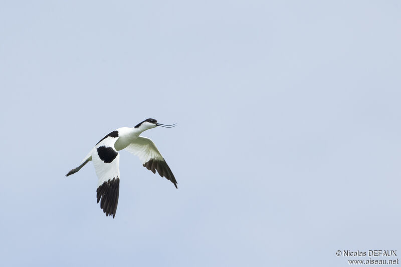 Avocette élégante, Vol