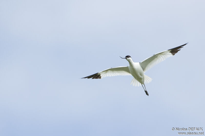 Avocette élégante, Vol