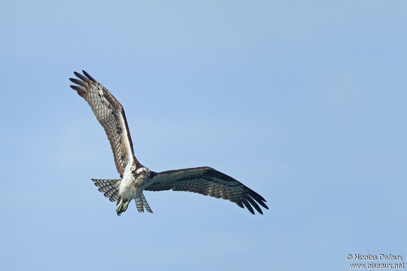 Balbuzard pêcheur, Vol