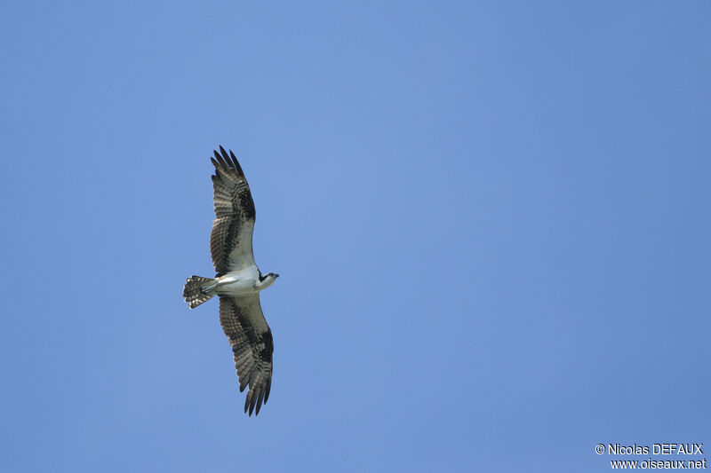 Balbuzard pêcheur, Vol