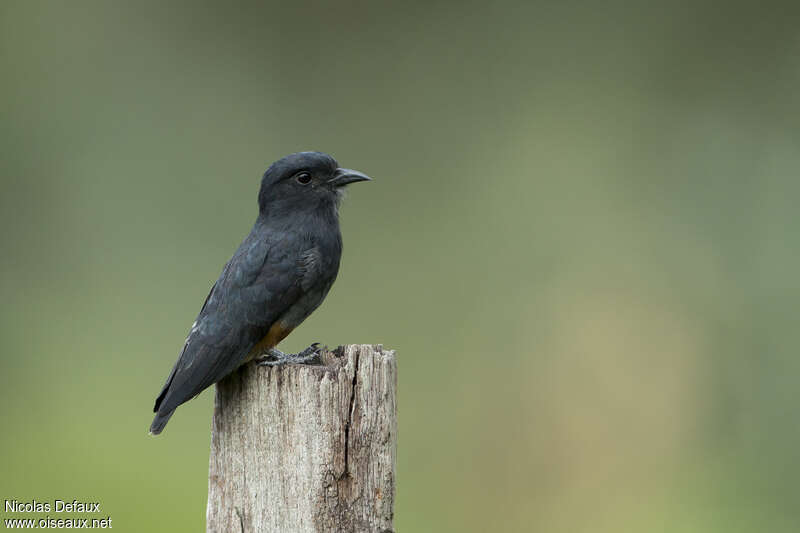 Swallow-winged Puffbirdadult, identification