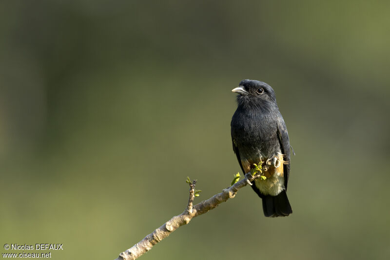 Swallow-winged Puffbird, close-up portrait