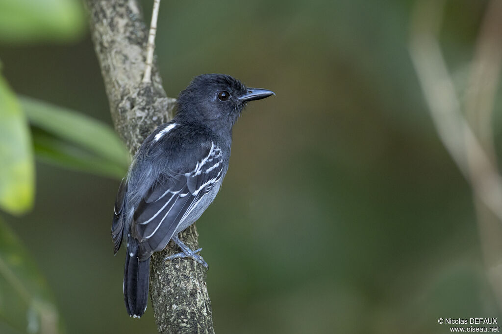 Batara demi-deuil mâle adulte