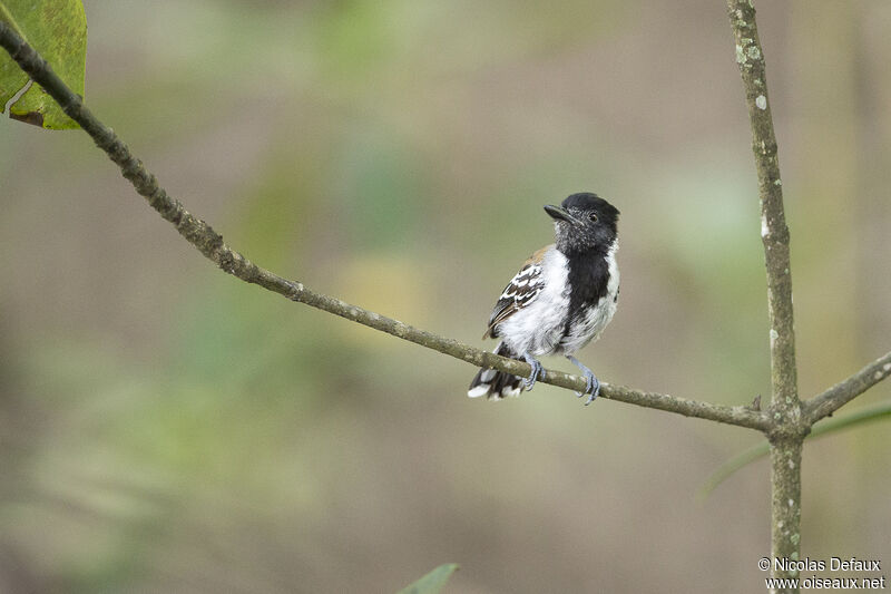 Black-crested Antshrike