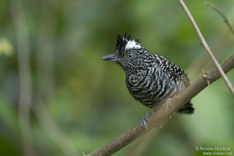 Barred Antshrikeadult