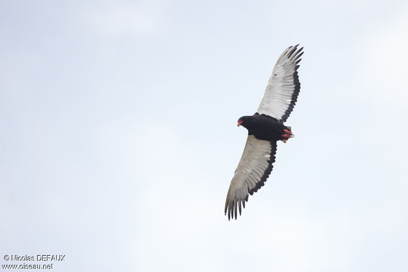 Bateleur des savanesadulte, Vol