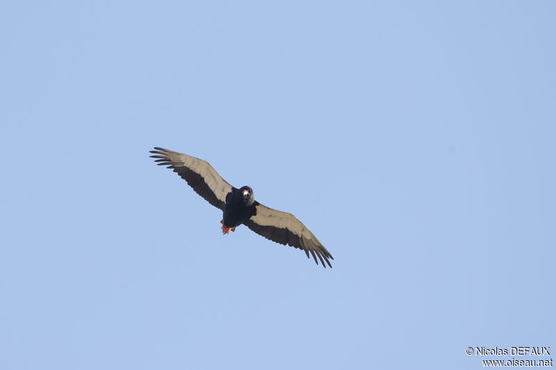 Bateleur des savanes, Vol