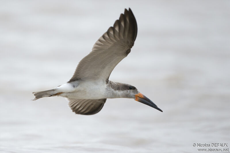 Black Skimmer, Flight