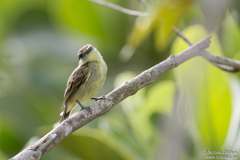 Black-capped Becard