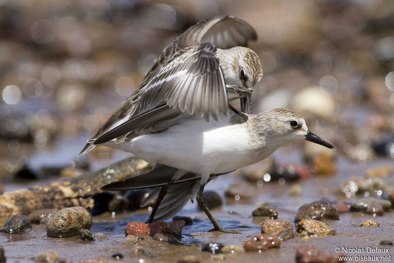 Semipalmated Sandpiper, Behaviour