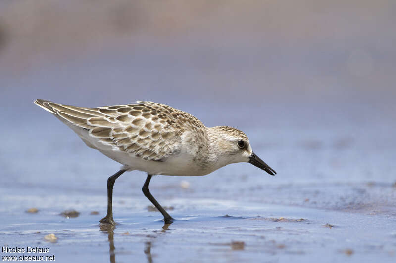 Semipalmated Sandpiperjuvenile, habitat, pigmentation, fishing/hunting