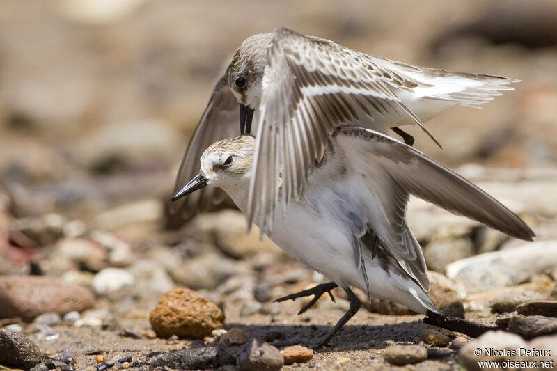 Semipalmated Sandpiper, Behaviour