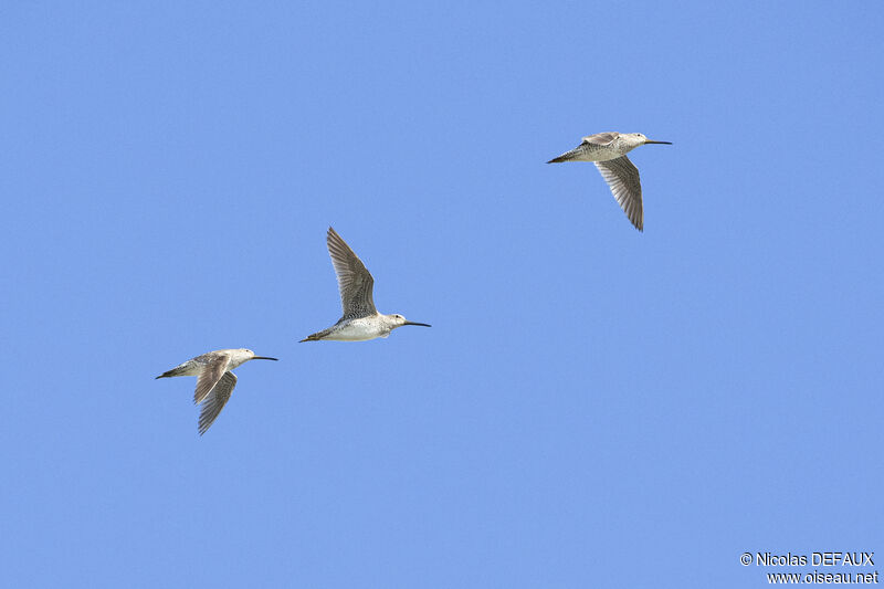 Short-billed Dowitcher, Flight