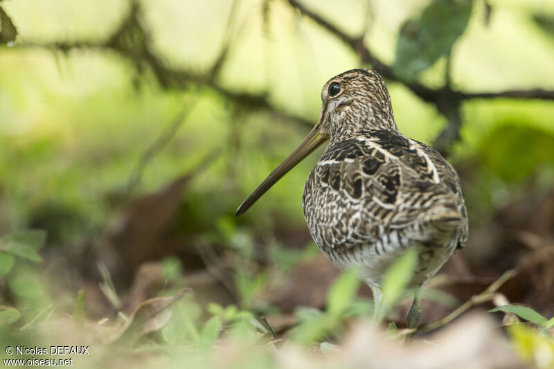 Magellanic Snipeadult, identification