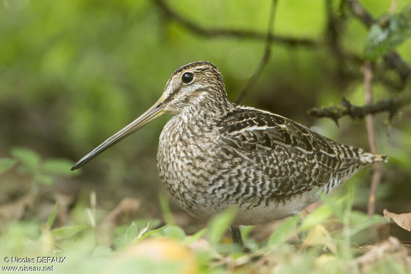 Magellanic Snipeadult, identification