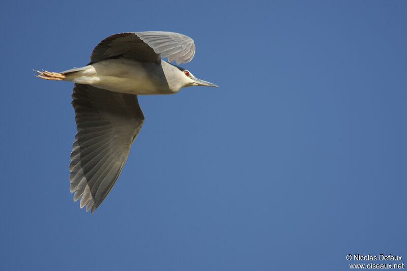 Black-crowned Night Heron, Flight