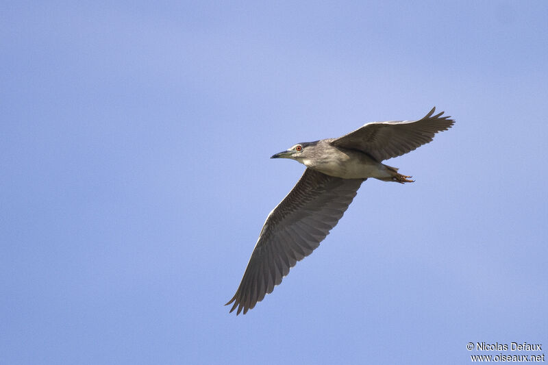 Black-crowned Night Heron, Flight