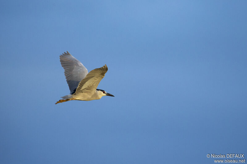 Black-crowned Night Heronadult, Flight