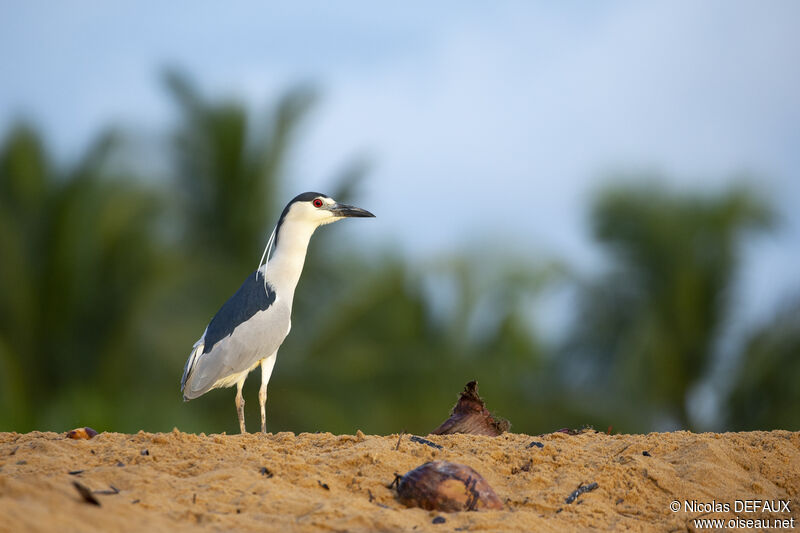 Black-crowned Night Heronadult