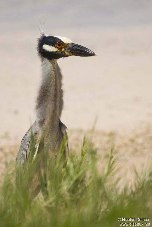 Yellow-crowned Night Heronadult