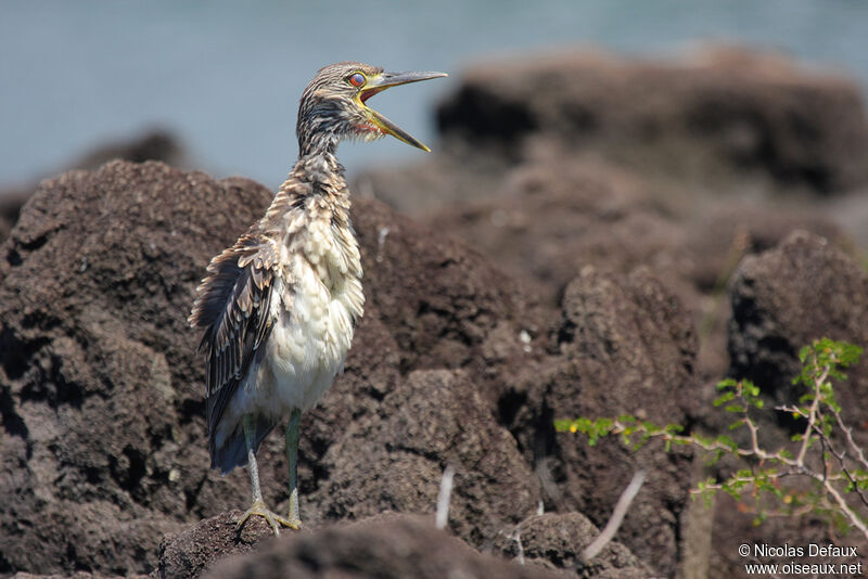 Yellow-crowned Night Heronjuvenile, Behaviour