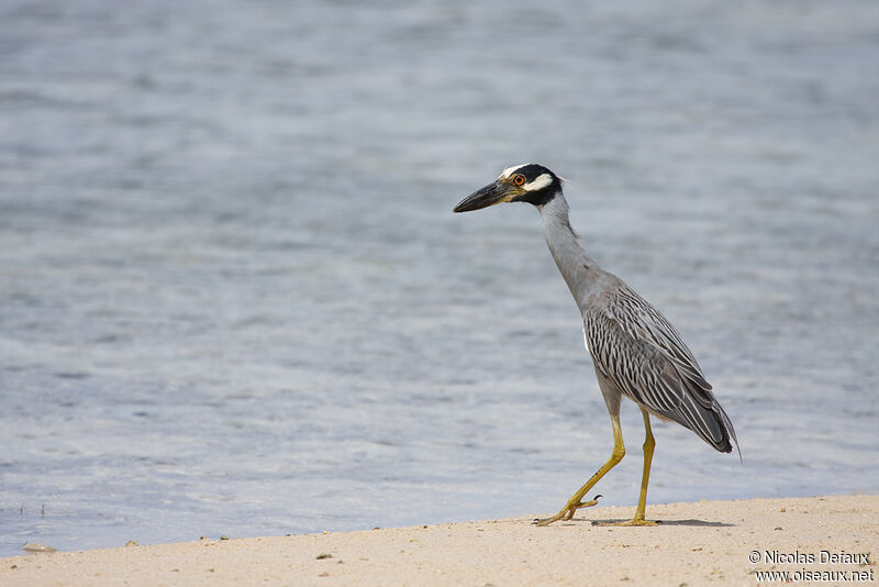 Yellow-crowned Night Heronadult