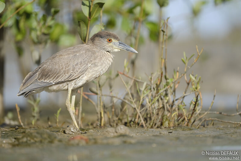 Yellow-crowned Night Heronjuvenile