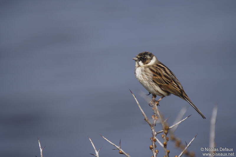 Common Reed Bunting