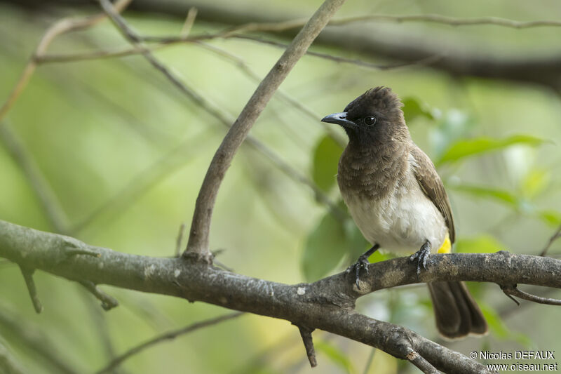 Dark-capped Bulbul, close-up portrait