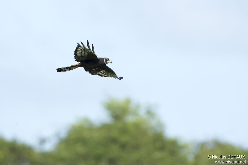 Long-winged Harrier, Flight