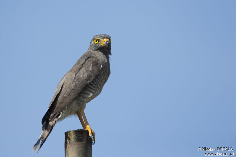 Roadside Hawk