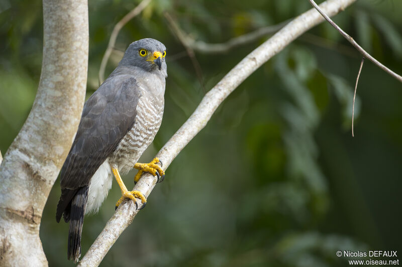 Roadside Hawk