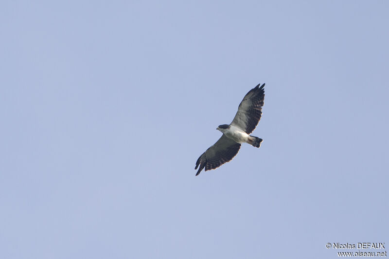 Short-tailed Hawk, Flight