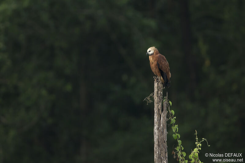 Black-collared Hawk