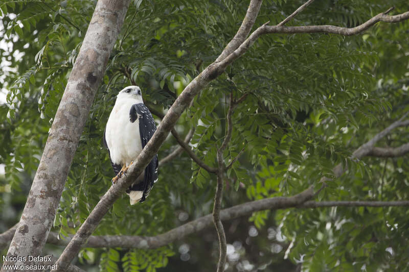 White Hawkadult, identification