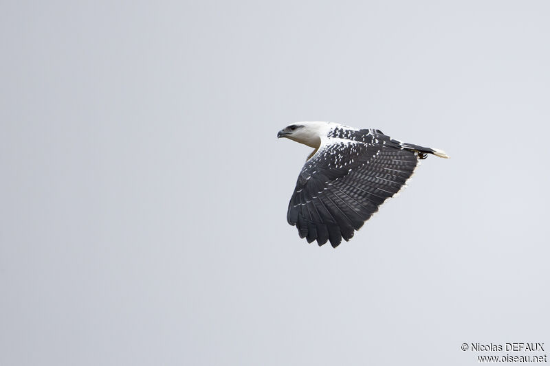 White Hawk, close-up portrait, Flight