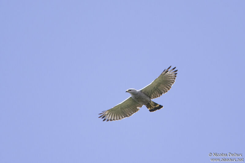 Grey-lined Hawk, Flight