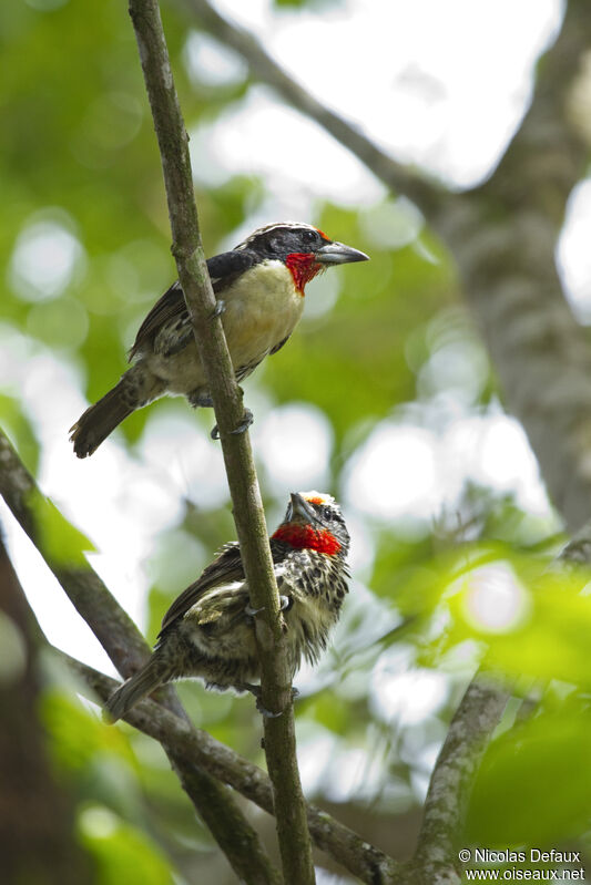 Black-spotted Barbetadult