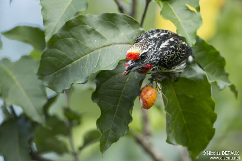 Black-spotted Barbet female, eats