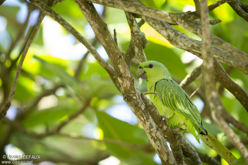 Short-tailed Parrotadult, close-up portrait, eats