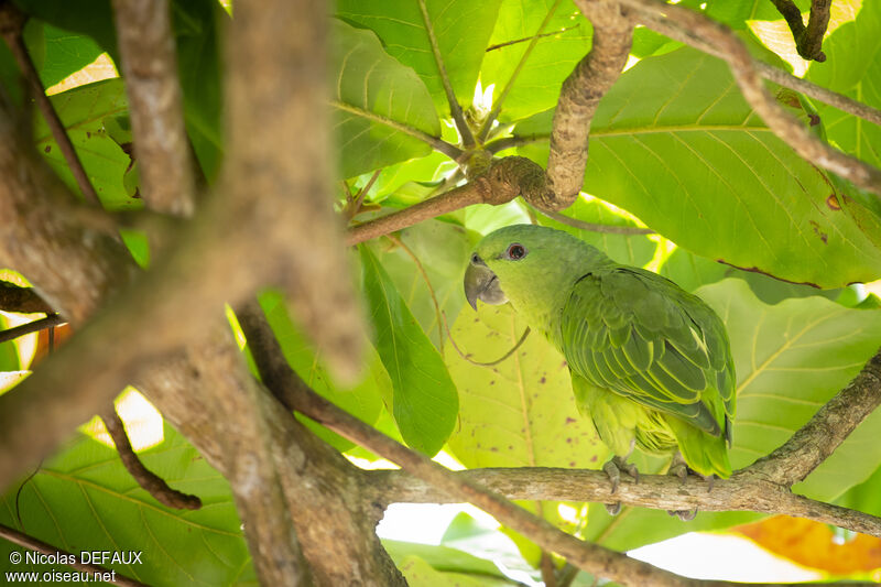 Short-tailed Parrotadult, close-up portrait, eats