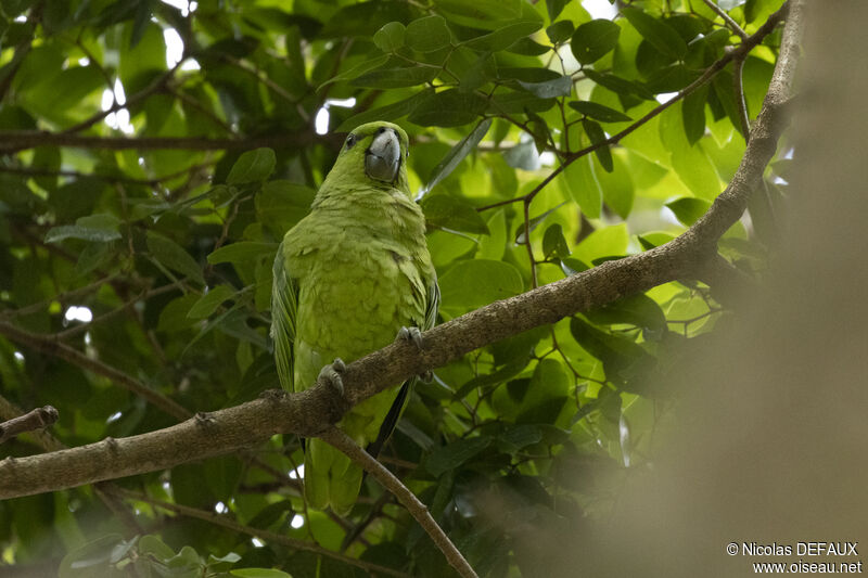 Short-tailed Parrotadult, close-up portrait, eats