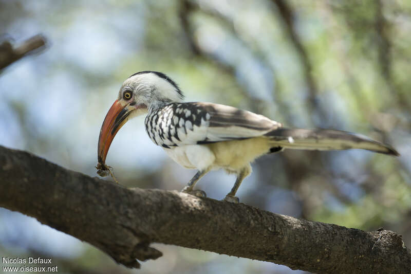 Northern Red-billed Hornbill male adult, eats