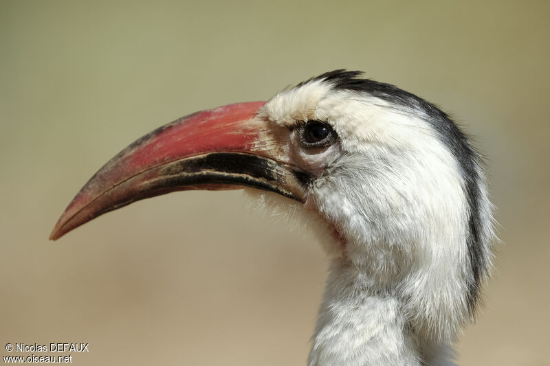 Calao à bec rouge, portrait