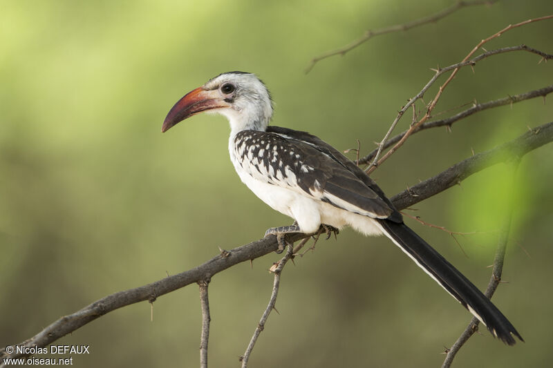 Northern Red-billed Hornbill, close-up portrait