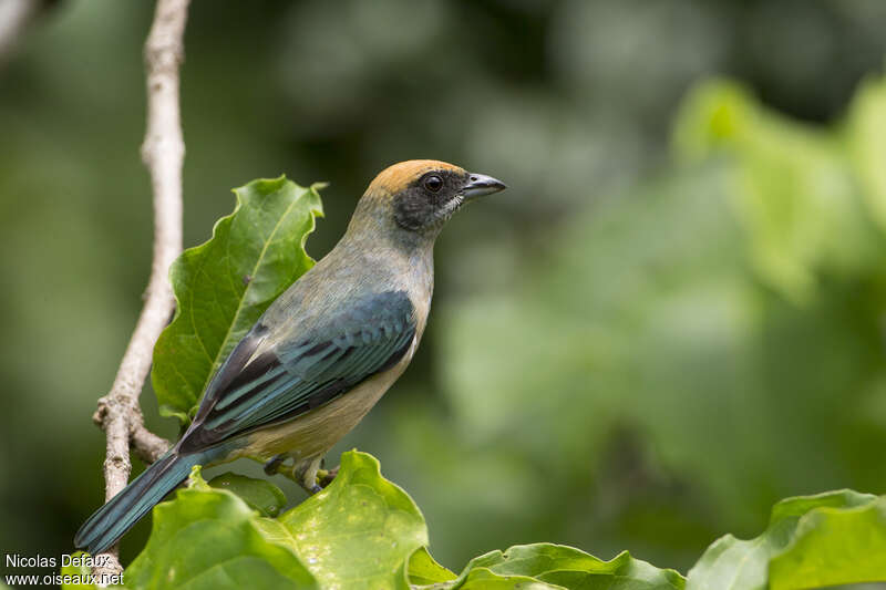 Burnished-buff Tanageradult