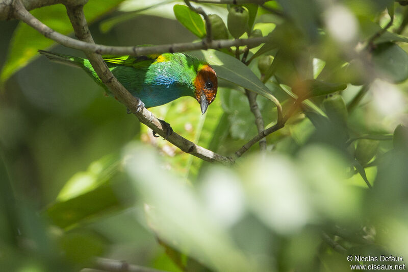 Bay-headed Tanager